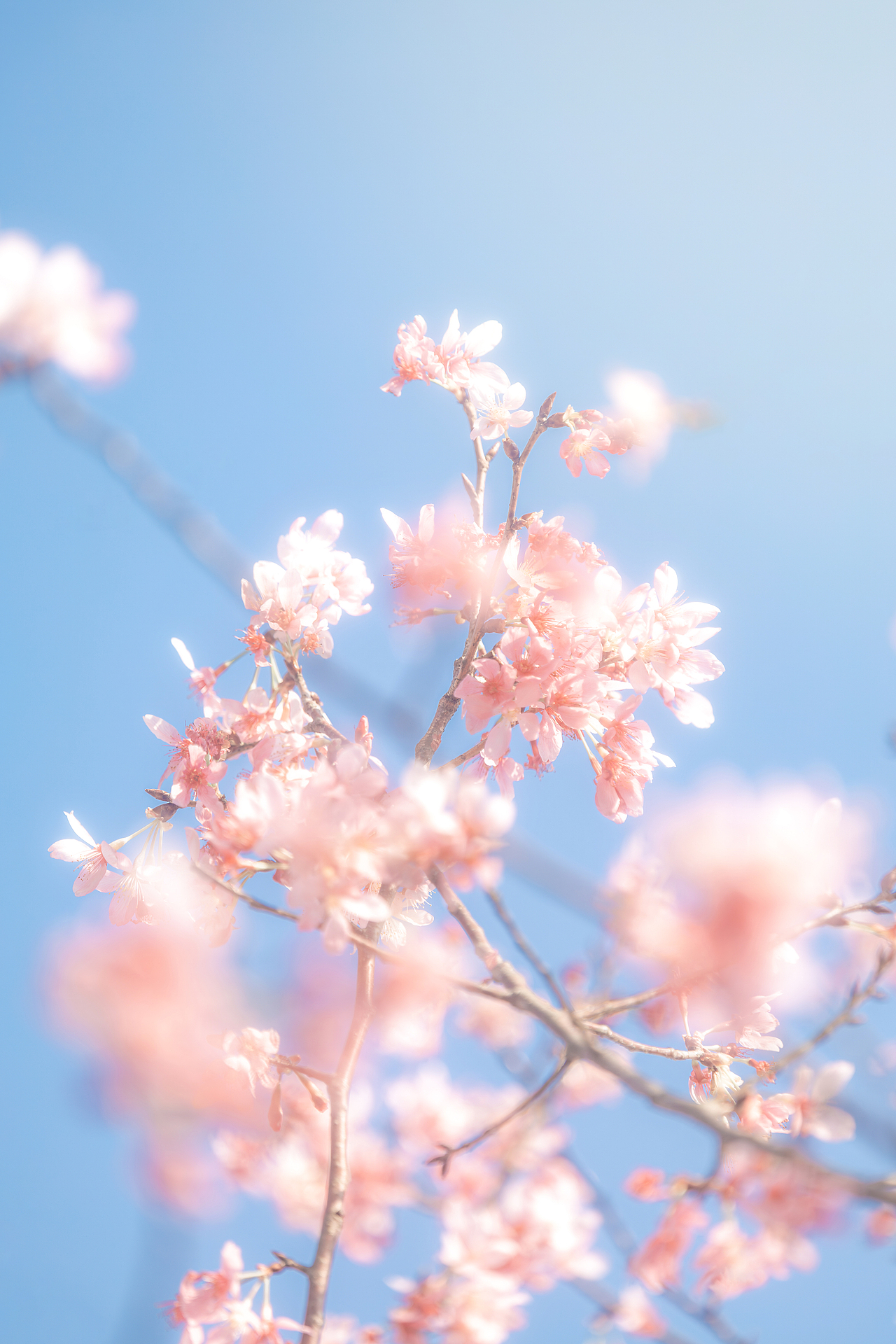 一抹春日（图ZMzg3MjIxMjcy） - 风光摄影 - 站酷设计师哩白桃原创素材 - 站酷ZCOOL