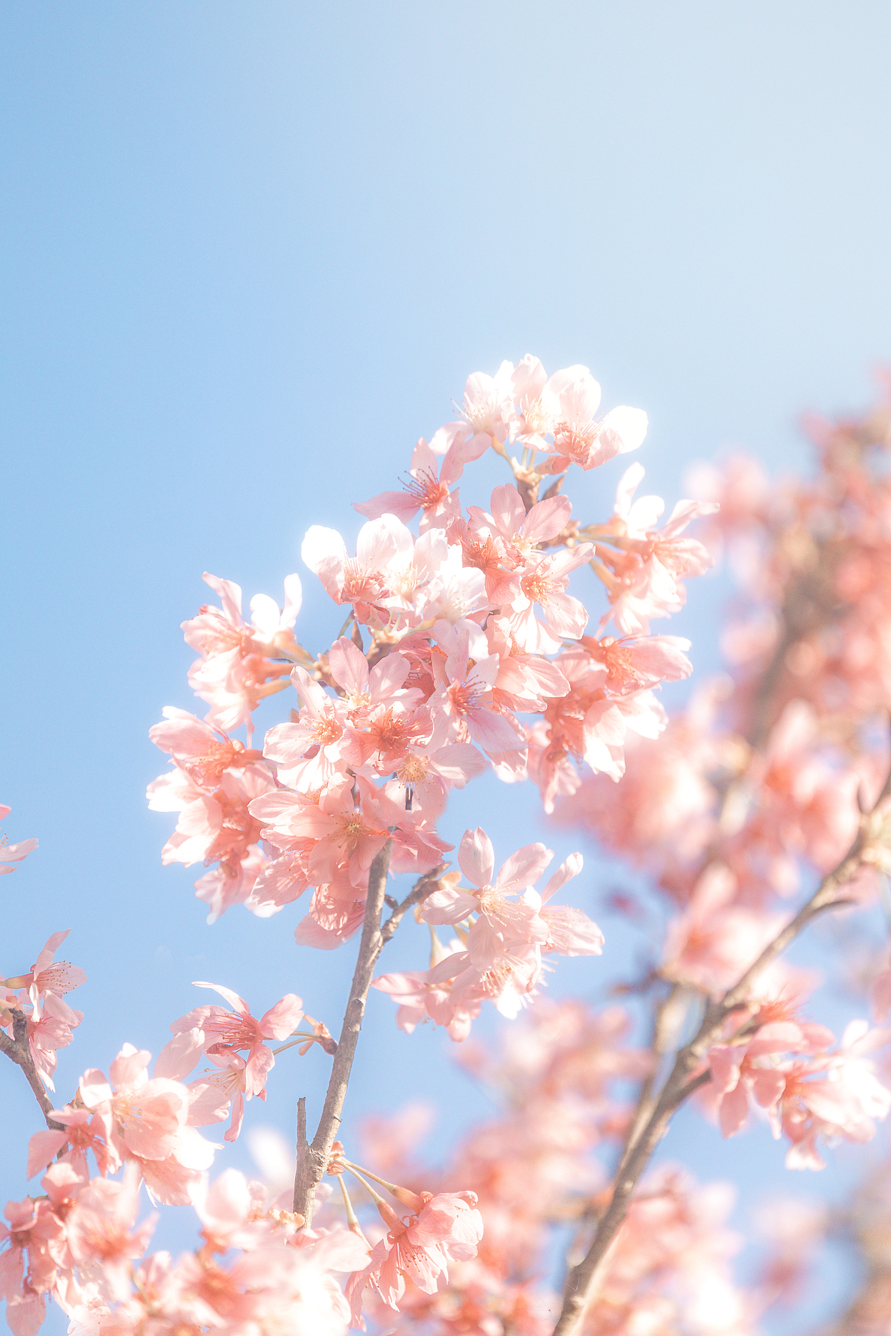 一抹春日（图ZMzg3MjIxMjgw） - 风光摄影 - 站酷设计师哩白桃原创素材 - 站酷ZCOOL