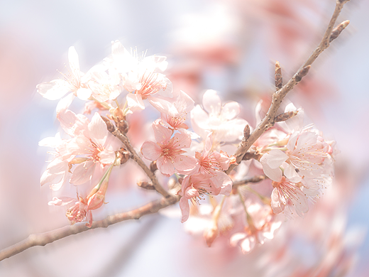 一抹春日