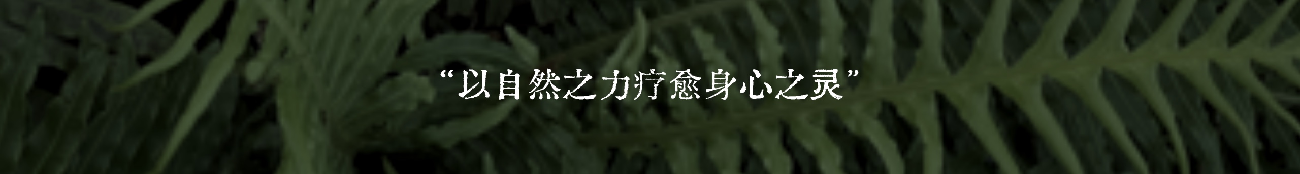 Ether植物園的個人主頁（封面預覽） - 主頁封面設(shè)置 - 站酷設(shè)計師Ether植物園原創(chuàng)素材 - 站酷ZCOOL