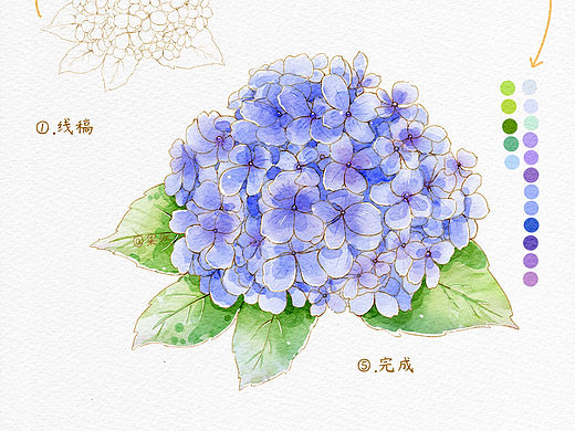 零基础ipad水彩绘画l绣球花画法（附步骤图）