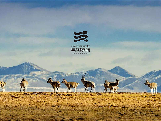 玉树文旅标志logo标识导视设计，打水漂方案大集锦