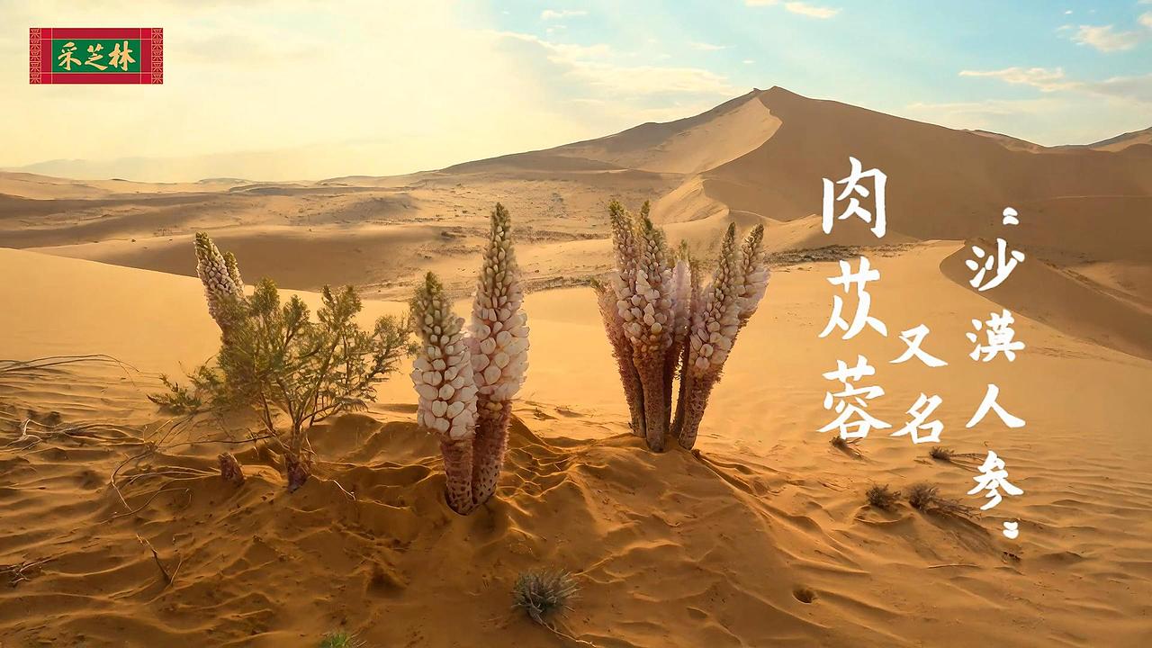 肉苁蓉发酵液视频（图ZMzg3MzUzOTg4） - 宣传片 - 站酷设计师我不爱吃烧饼原创素材 - 站酷ZCOOL