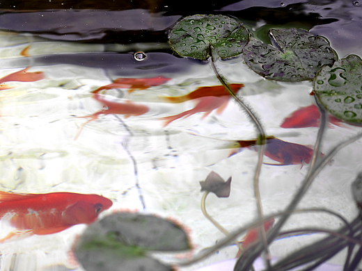 荷叶下嘻戏的金鱼