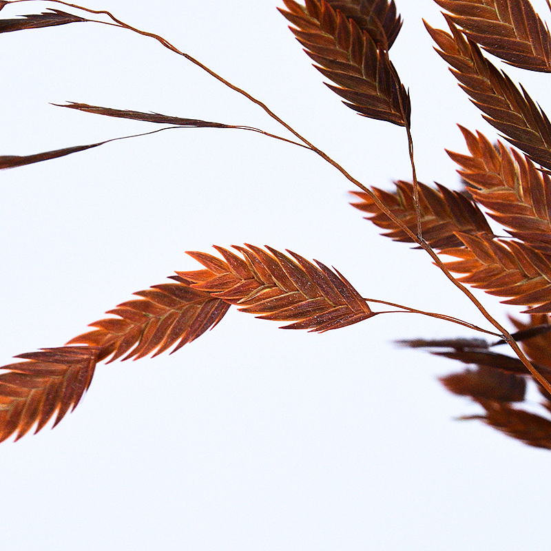 永生花松树，草花，小盼草（图ZMzg3NDMzODIw） - 产品摄影 - 站酷设计师阿雪啦原创素材 - 站酷ZCOOL