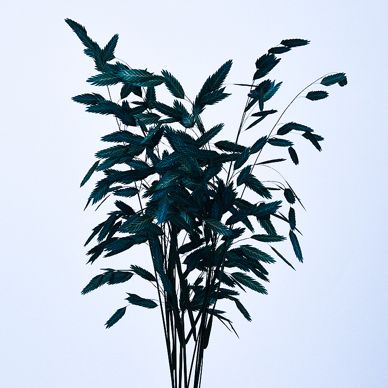 永生花松树，草花，小盼草（图ZMzg3NDMzODI4） - 产品摄影 - 站酷设计师阿雪啦原创素材 - 站酷ZCOOL