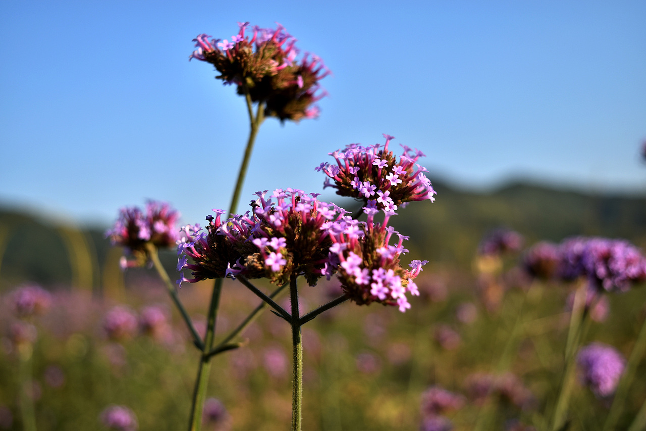 【往日旧事】2017年11月03日，英德采风（图ZMzg3NDQ0ODk2） - 风光摄影 - 站酷设计师DM_东原创素材 - 站酷ZCOOL