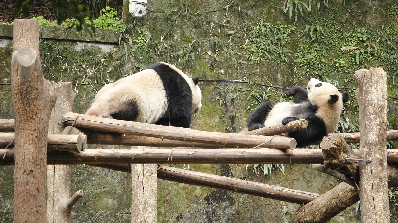 大熊猫（图ZMzg3NDQ0OTU2） - 宠物摄影 - 站酷设计师杪鹤原创素材 - 站酷ZCOOL