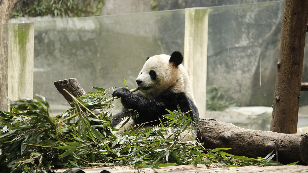 大熊猫（图ZMzg3NDQ0OTUy） - 宠物摄影 - 站酷设计师杪鹤原创素材 - 站酷ZCOOL