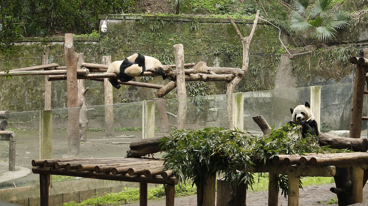 大熊猫（图ZMzg3NDQ0OTYw） - 宠物摄影 - 站酷设计师杪鹤原创素材 - 站酷ZCOOL
