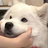 糊涂小新的头像