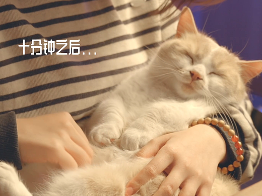 宠物治愈小短片