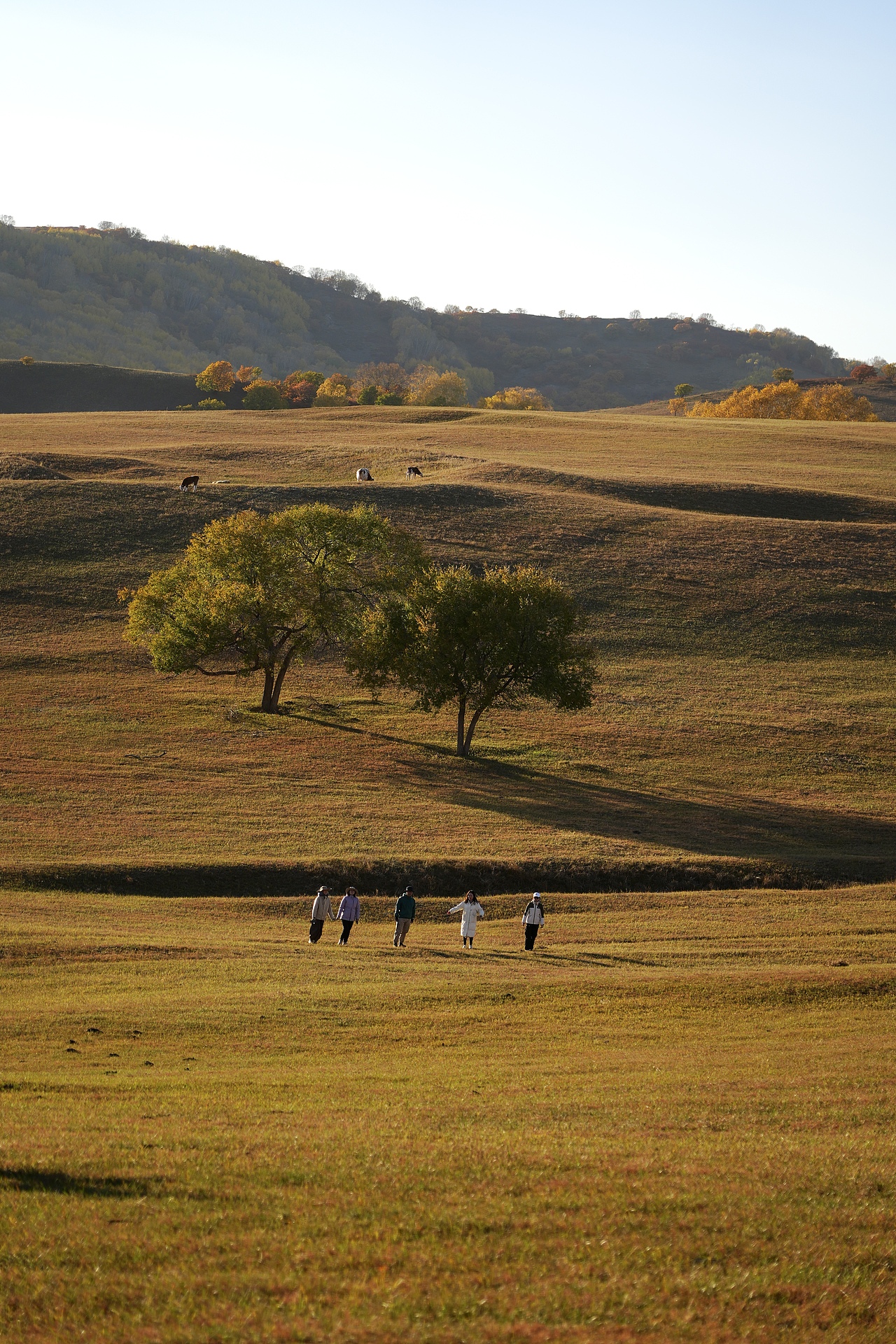 3年前我在站酷种下第一棵树