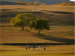 3年前我在站酷种下第一棵树