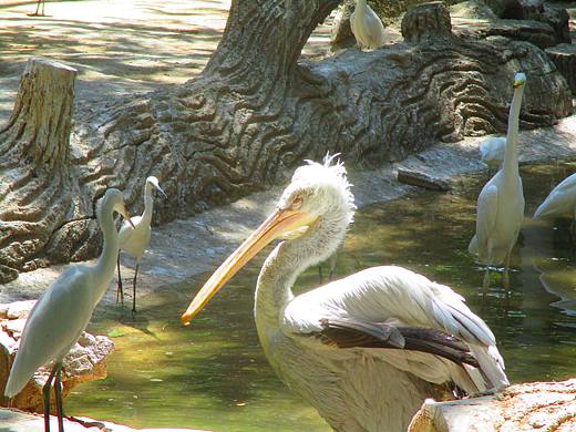 济南动物园和镜头坏了的CCD