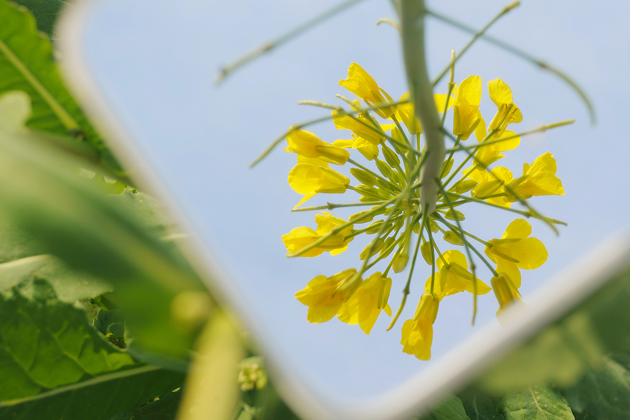 油菜花不会缺席每一个春天 