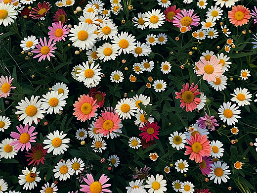 春日小雏菊🌼