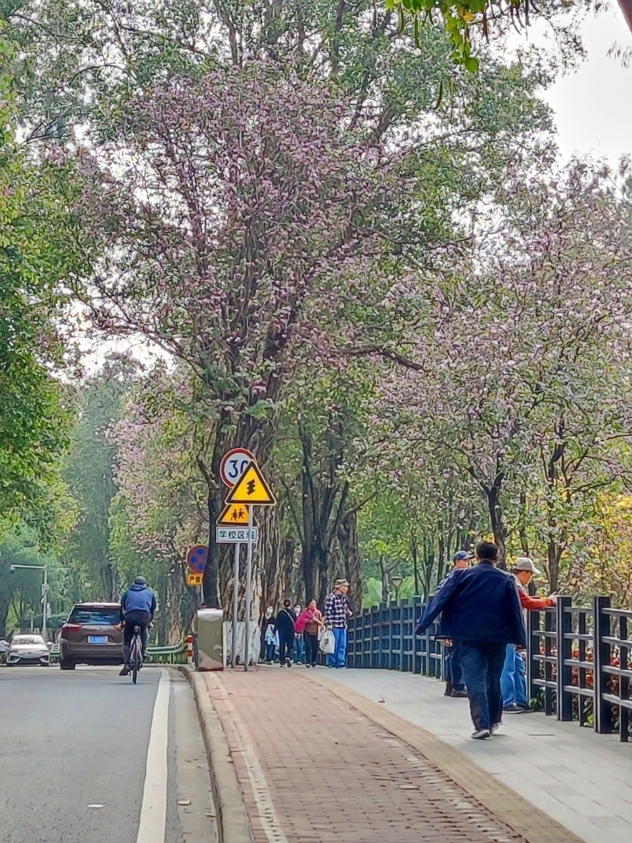 20250309｜麓湖公园步行道盛开的紫荆花（图ZMzg3NjM3NTY4） - 创作习作 - 站酷设计师汤俊文MRTJW原创素材 - 站酷ZCOOL