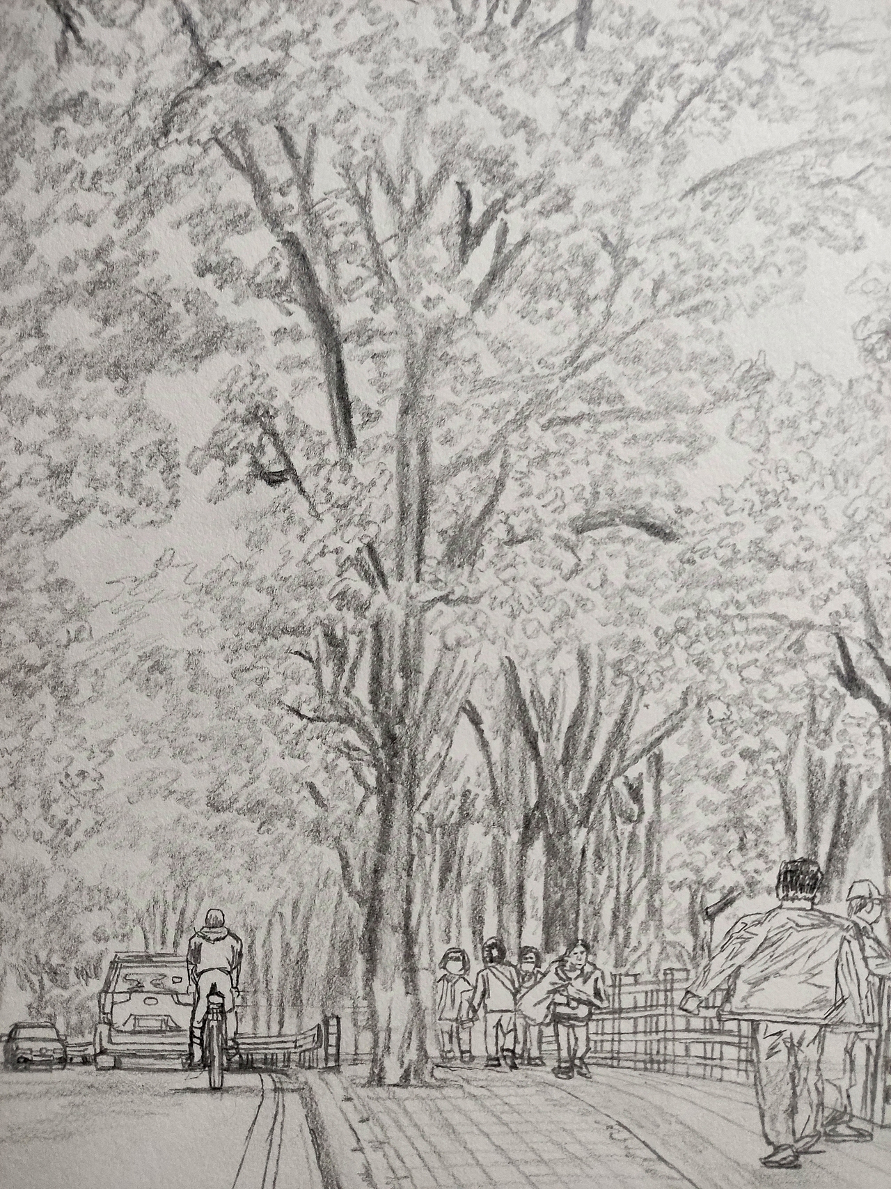 20250309｜麓湖公园步行道盛开的紫荆花（图ZMzg3NjM3NTgw） - 创作习作 - 站酷设计师汤俊文MRTJW原创素材 - 站酷ZCOOL