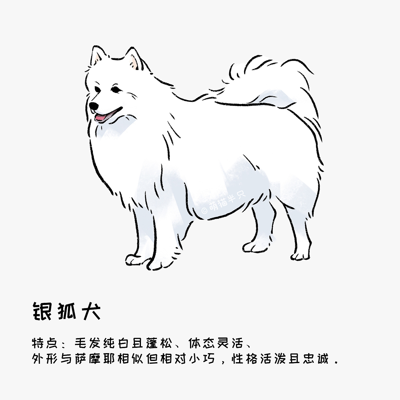 狗狗图鉴(小型犬篇)
