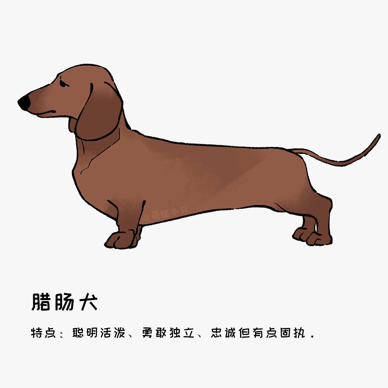 狗狗图鉴(小型犬篇)