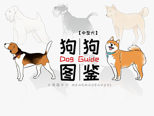 狗狗图鉴（中型犬篇）