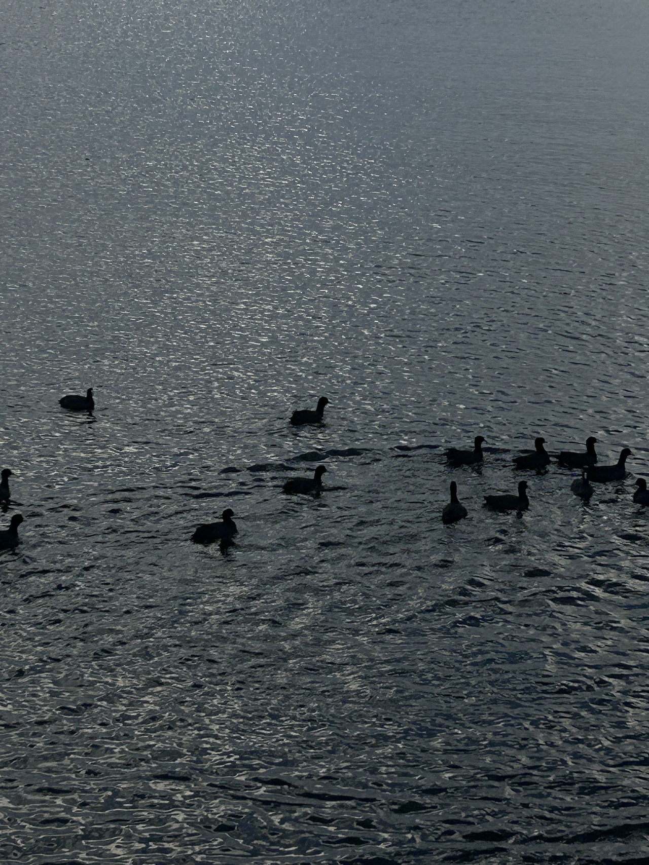 想念洱海自由的风🌬️（图ZMzg3Njk3NTI4） - 风光摄影 - 站酷设计师火辣的佛手柑原创素材 - 站酷ZCOOL