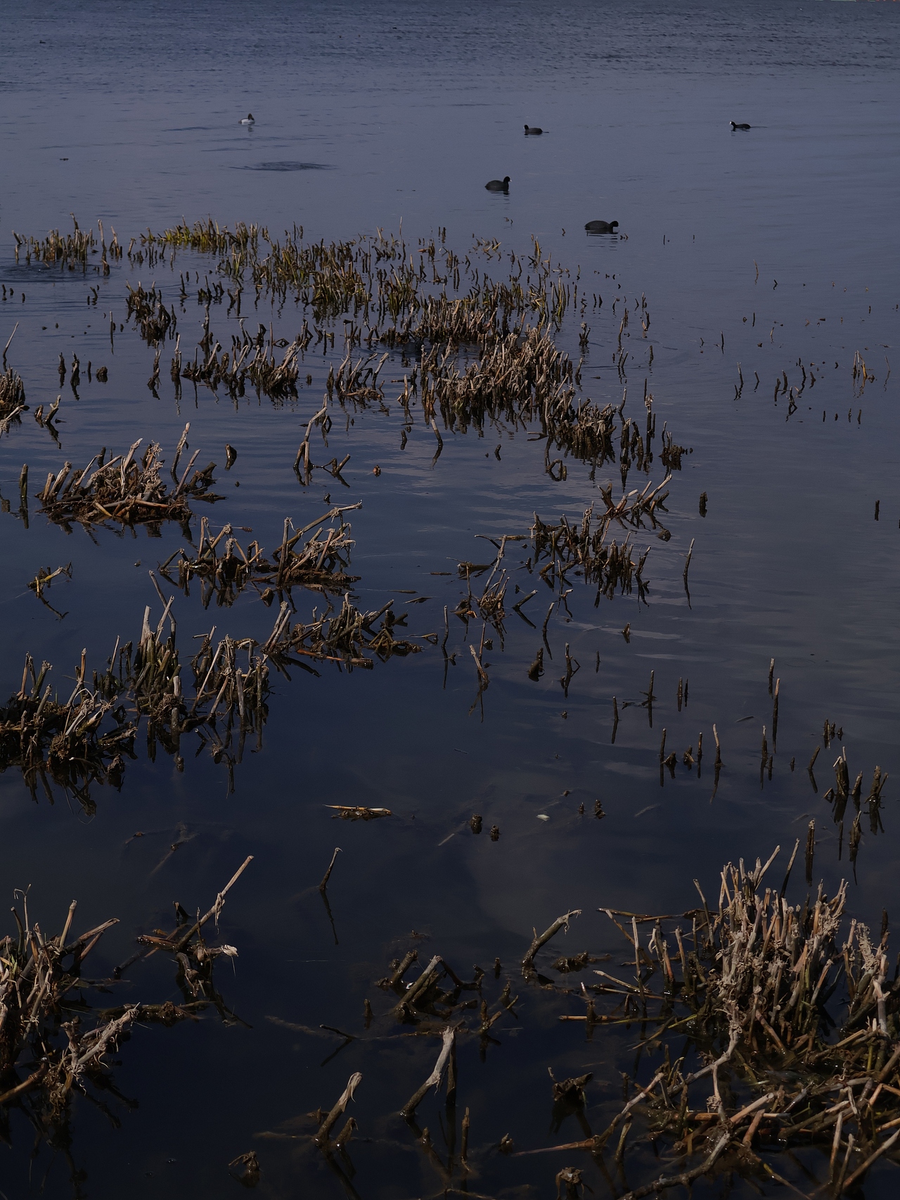 想念洱海自由的风🌬️（图ZMzg3Njk3NTIw） - 风光摄影 - 站酷设计师火辣的佛手柑原创素材 - 站酷ZCOOL