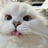 咪咪大王的头像
