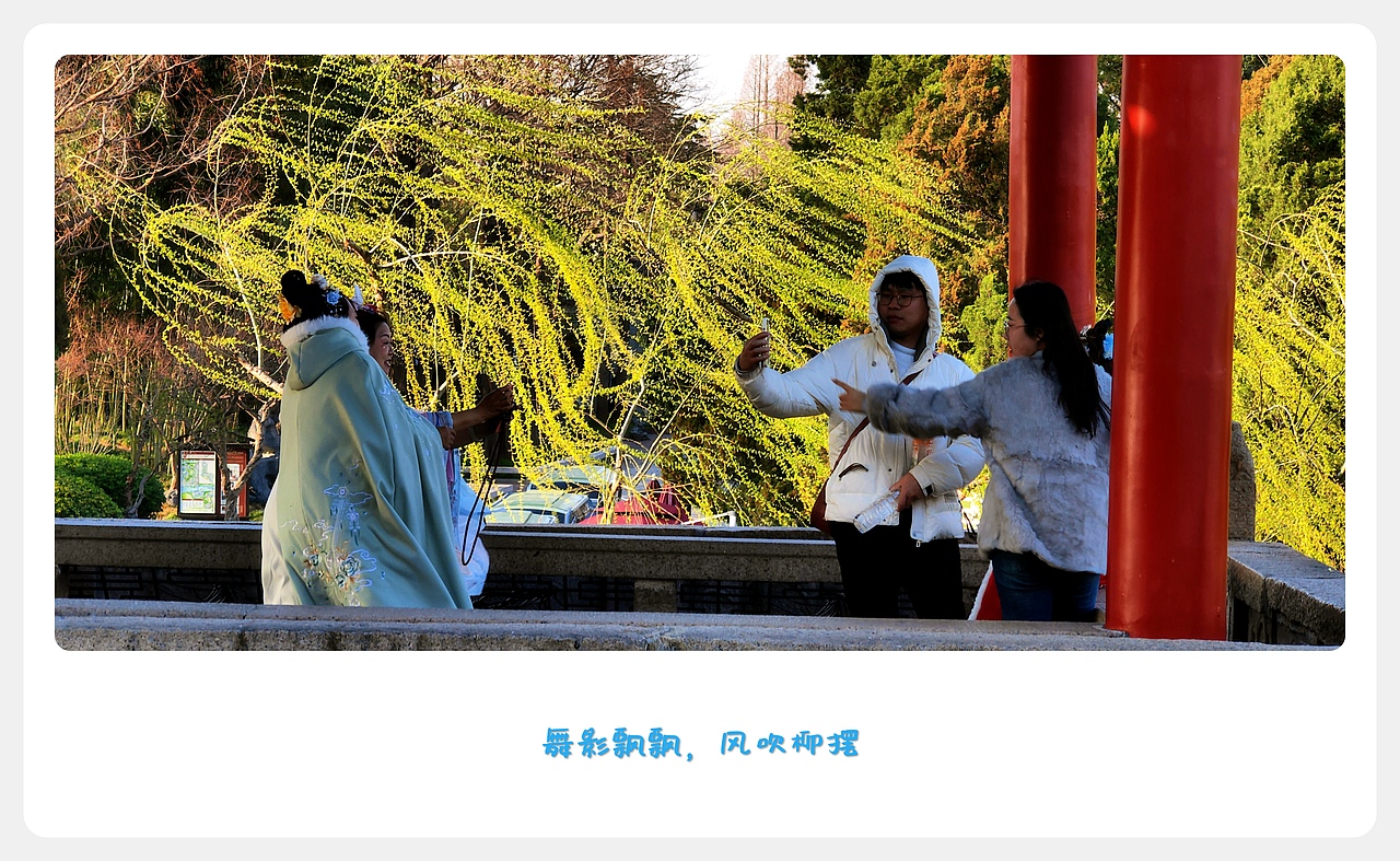 舞影飘飘 风吹柳摆