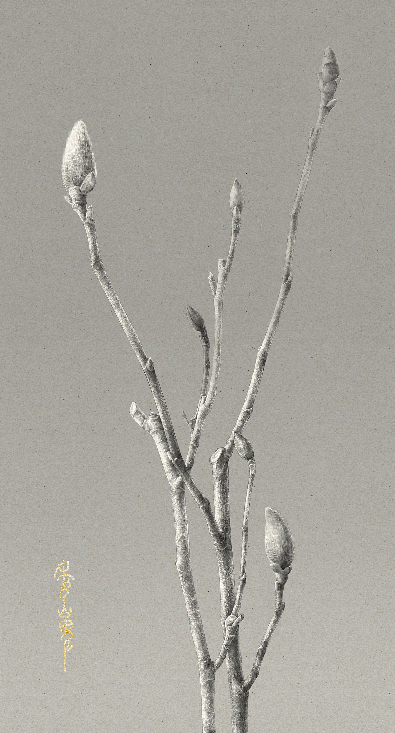 植物插画习作-素描与创作