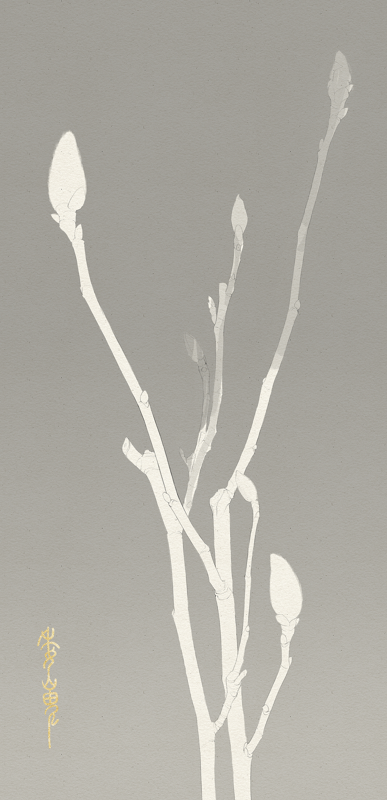 植物插画习作-素描与创作