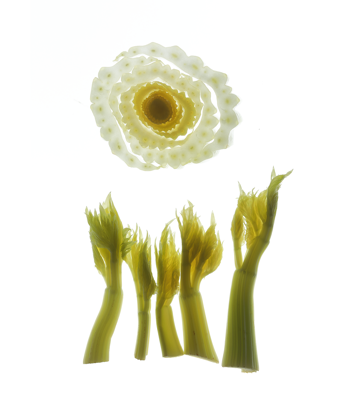 大力水手菠菜汤(图ZMzg3ODQxNDg0) - 美食摄影 - 站酷设计师阿蚕原创素材 - 站酷ZCOOL
