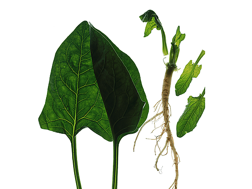 大力水手菠菜汤
