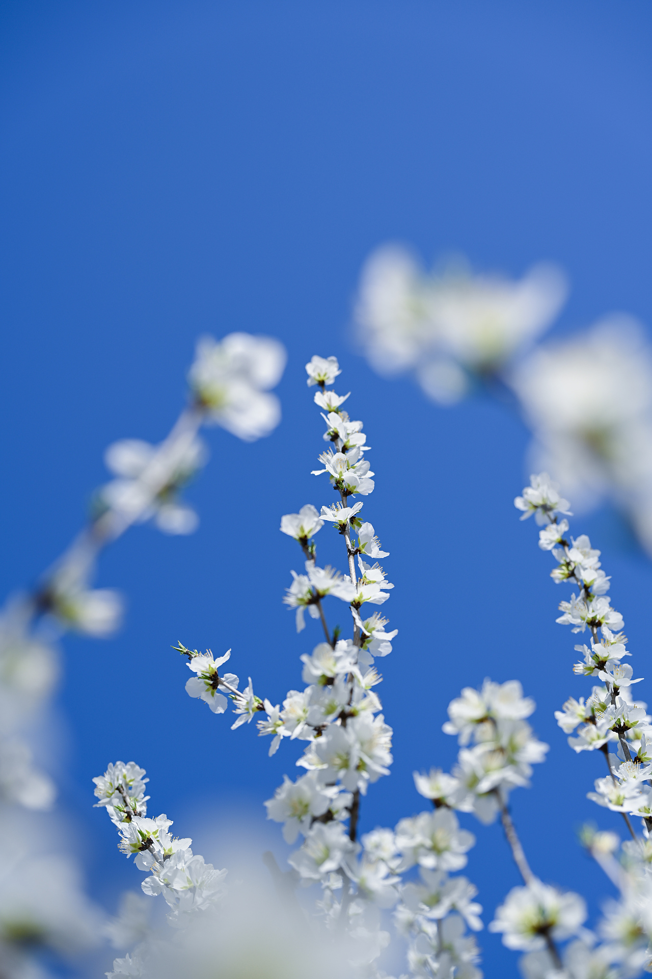 踏春（图ZMzg3ODU5NDMy） - 风光摄影 - 站酷设计师DoniQi原创素材 - 站酷ZCOOL