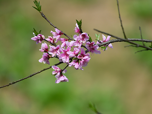 桃花（个人主页-ZNzE2MjYzMjA=） - 其他摄影 - 站酷设计师东门印记原创素材 - 站酷ZCOOL