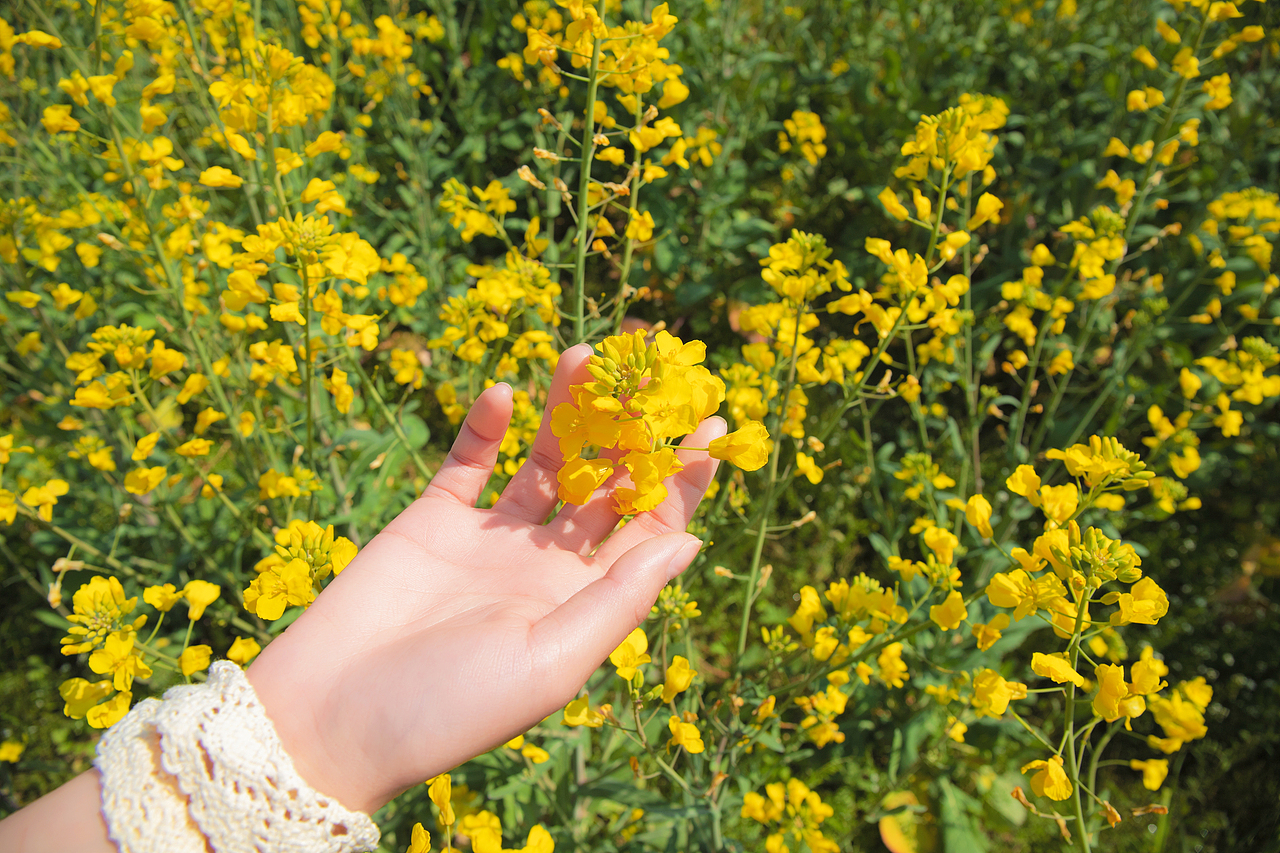 故事的小黄花🌼