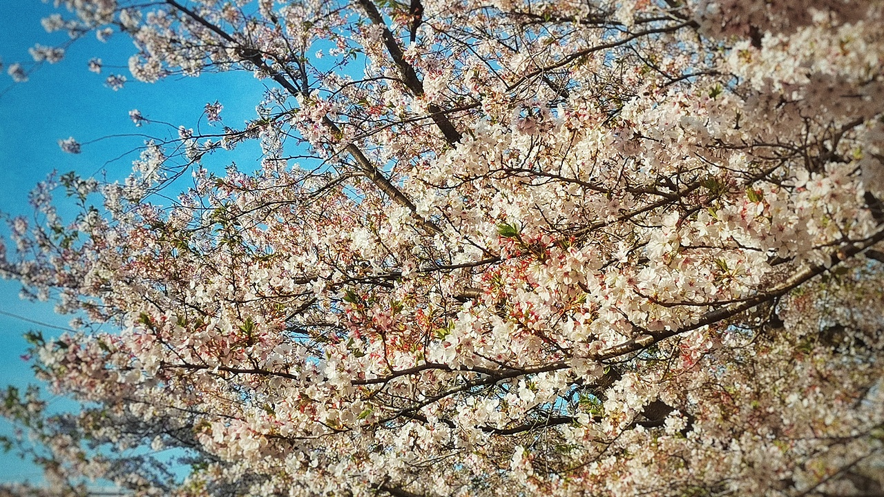 日本东京街头纪实摄影—2024年—街头篇