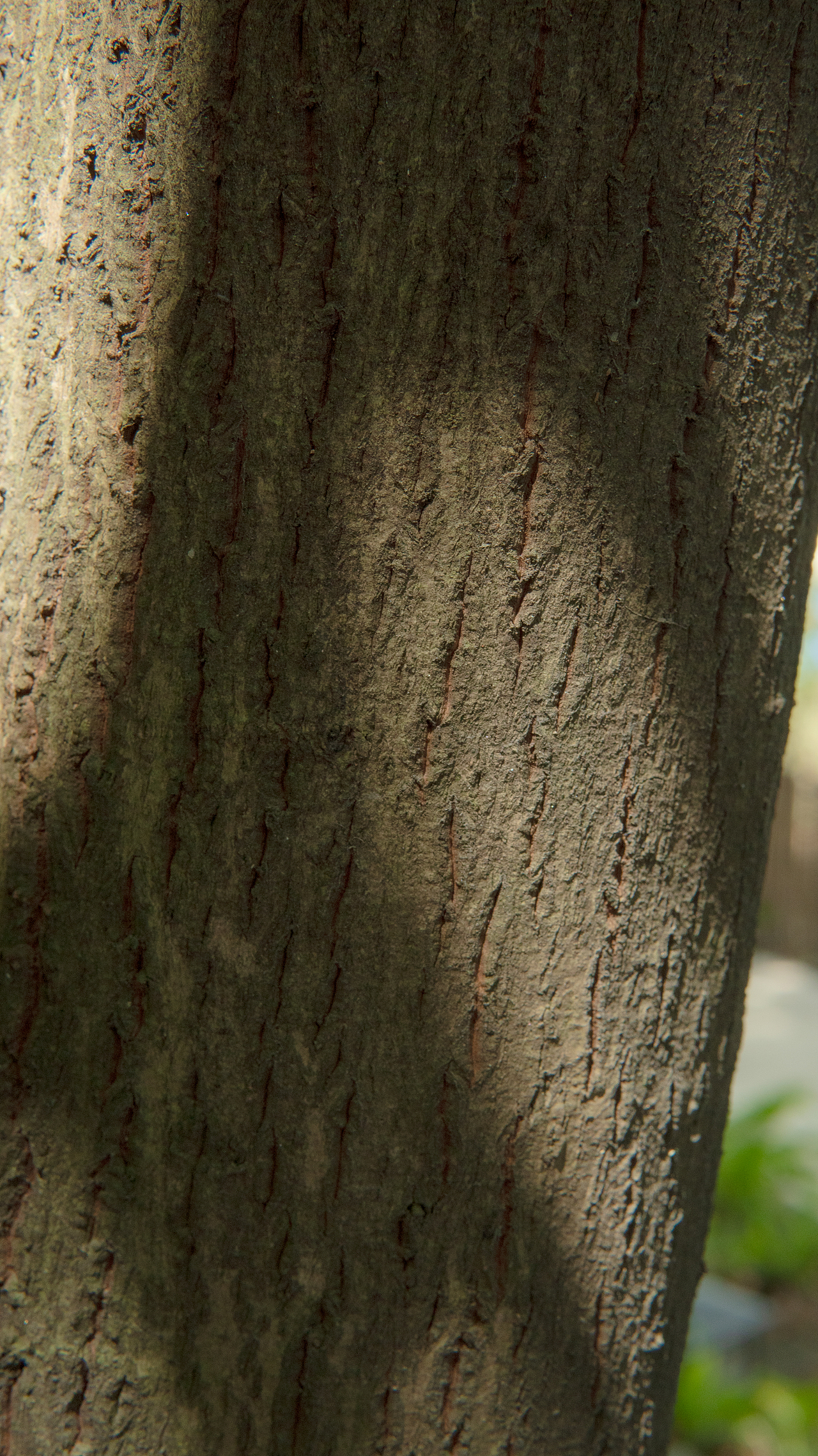 古法蛇油膏制作