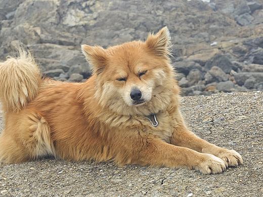 海边小狗