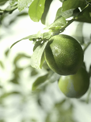 气味探索香氛喷雾平面&视频✖️有食｜美妆个护摄影（图ZMzg4MDgwMDky） - 产品摄影 - 站酷设计师有食YOUSHI原创素材 - 站酷ZCOOL