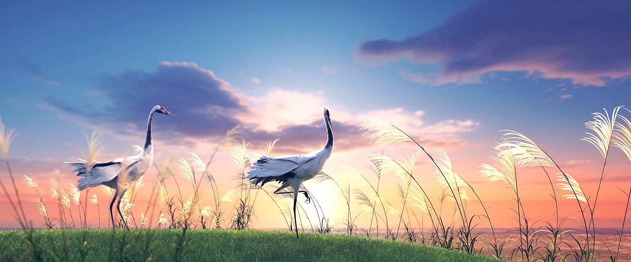 丹顶鹤三维动画