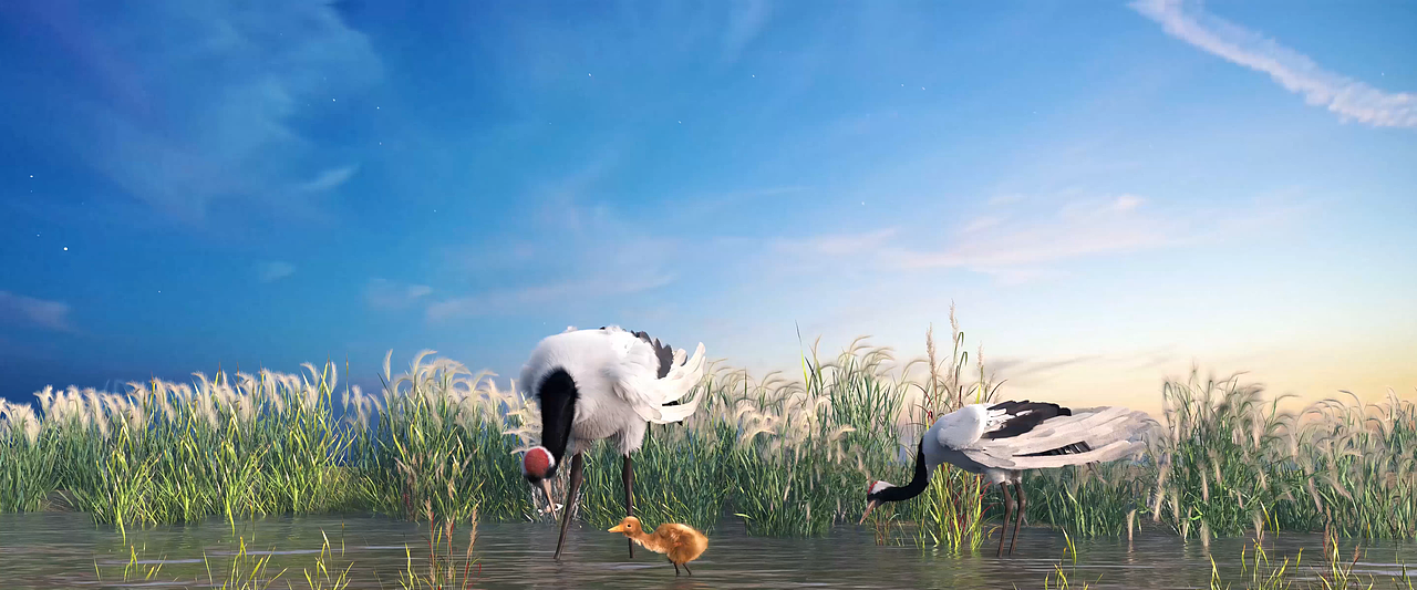 丹顶鹤三维动画