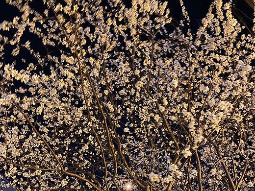 刘勇良手机纪实摄影：暗香