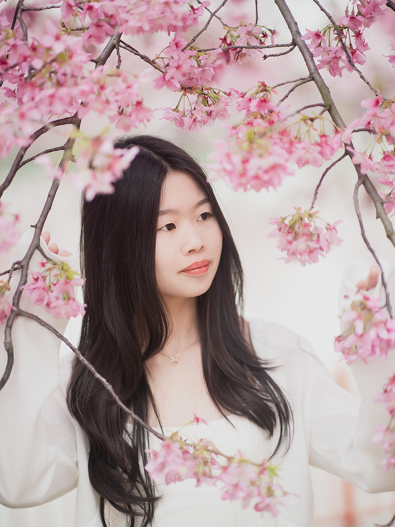 樱花盛开的季节