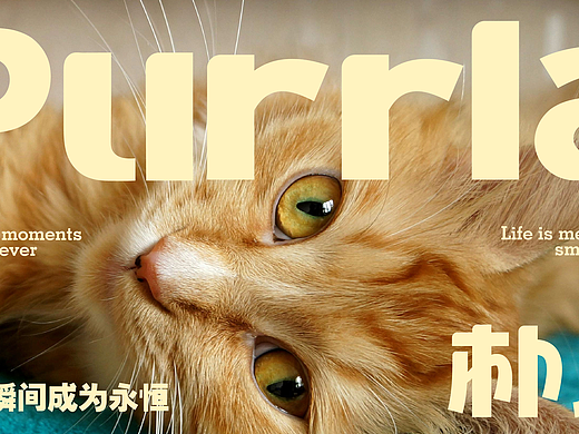 Purrla 朴乐 治愈系宠物品牌设计