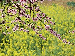 桃花依舊笑春風(fēng)