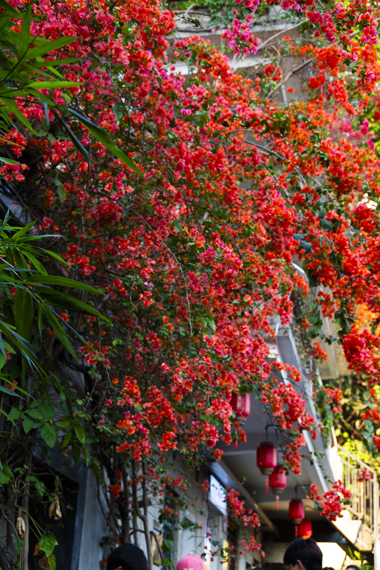 深圳甘坑三角梅开了 ！！(超大声）