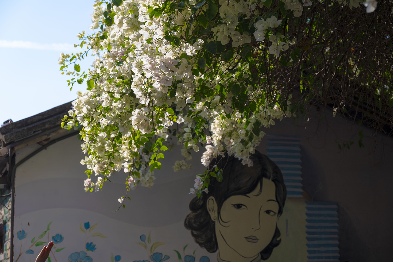 深圳甘坑三角梅开了 ！！(超大声）