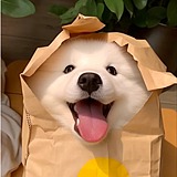 啊呀啊呀bsky的头像